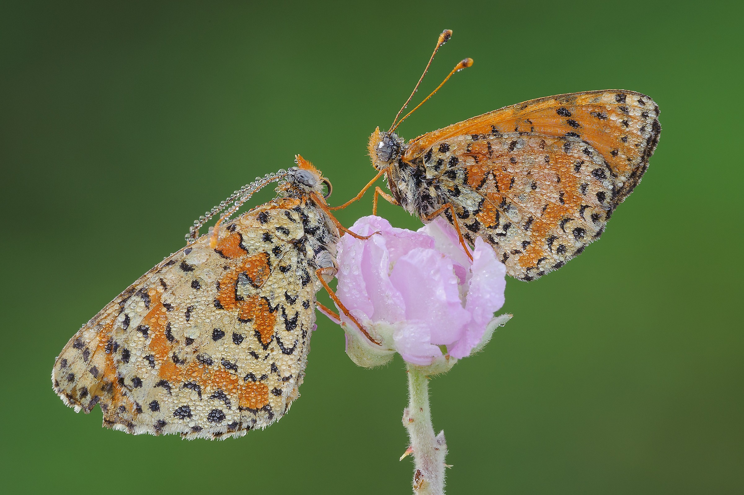 melitaea - the couple