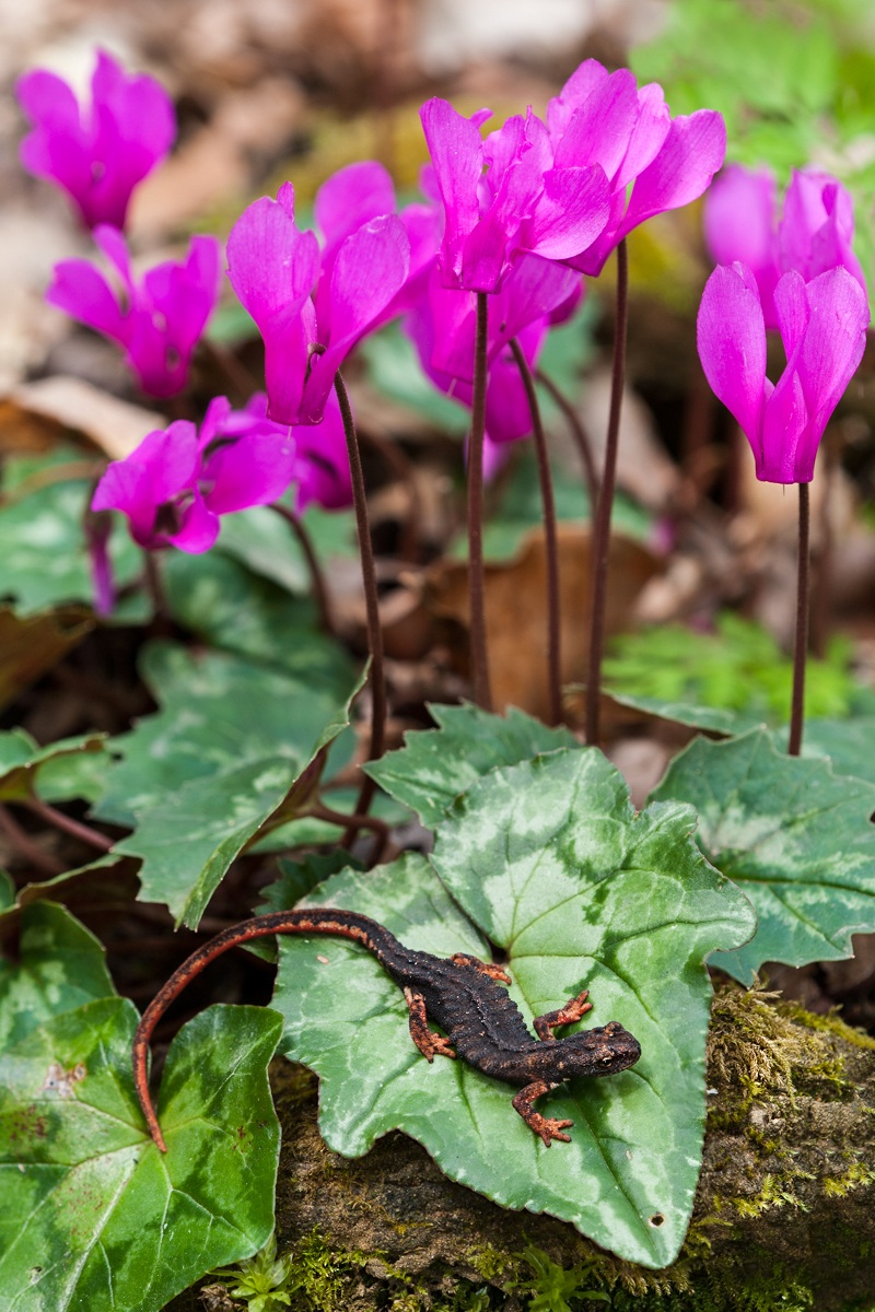 Salamandrina perspicillata