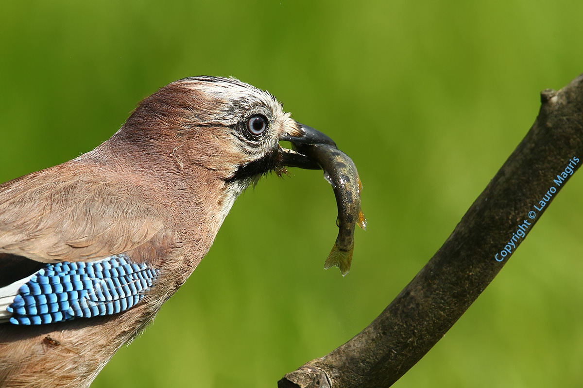 Ghiandaia pescatrice