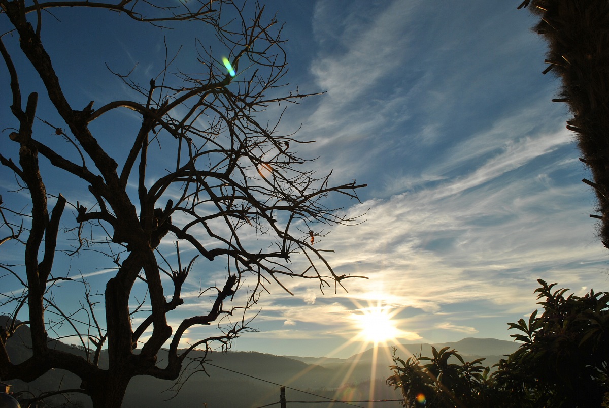 The persimmon winter