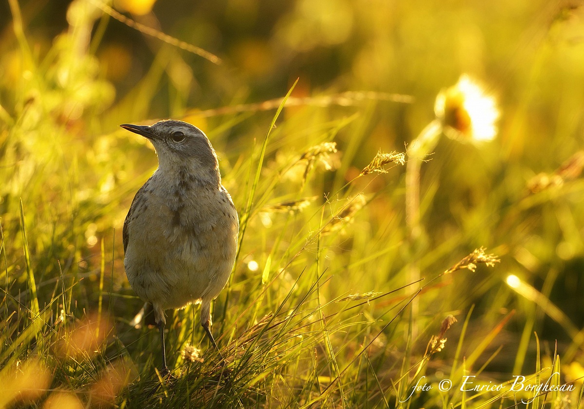 Alpine Water Pipit