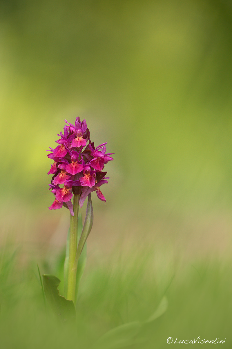 Dactyloriza sambucina
