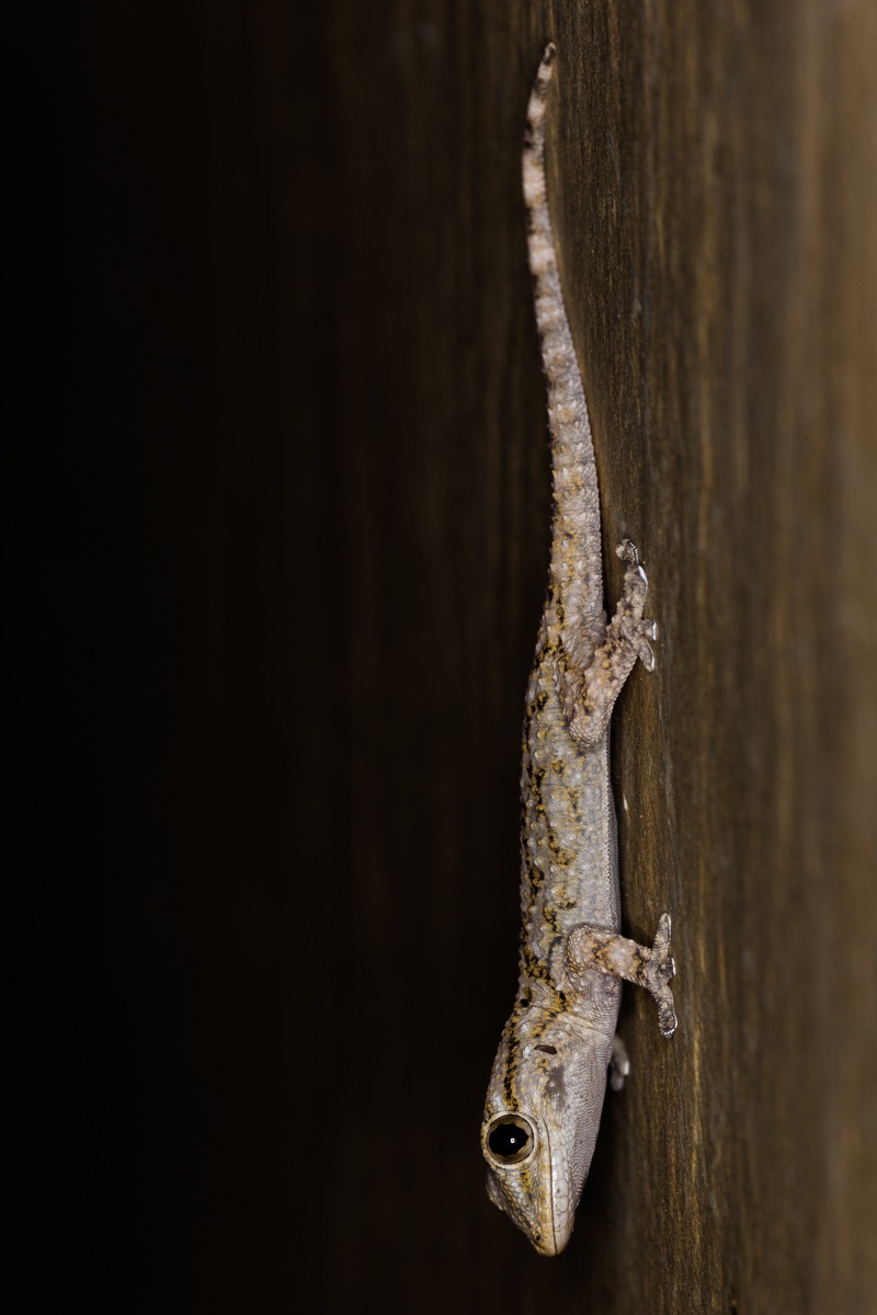 Geco comune (Tarentola mauritanica)