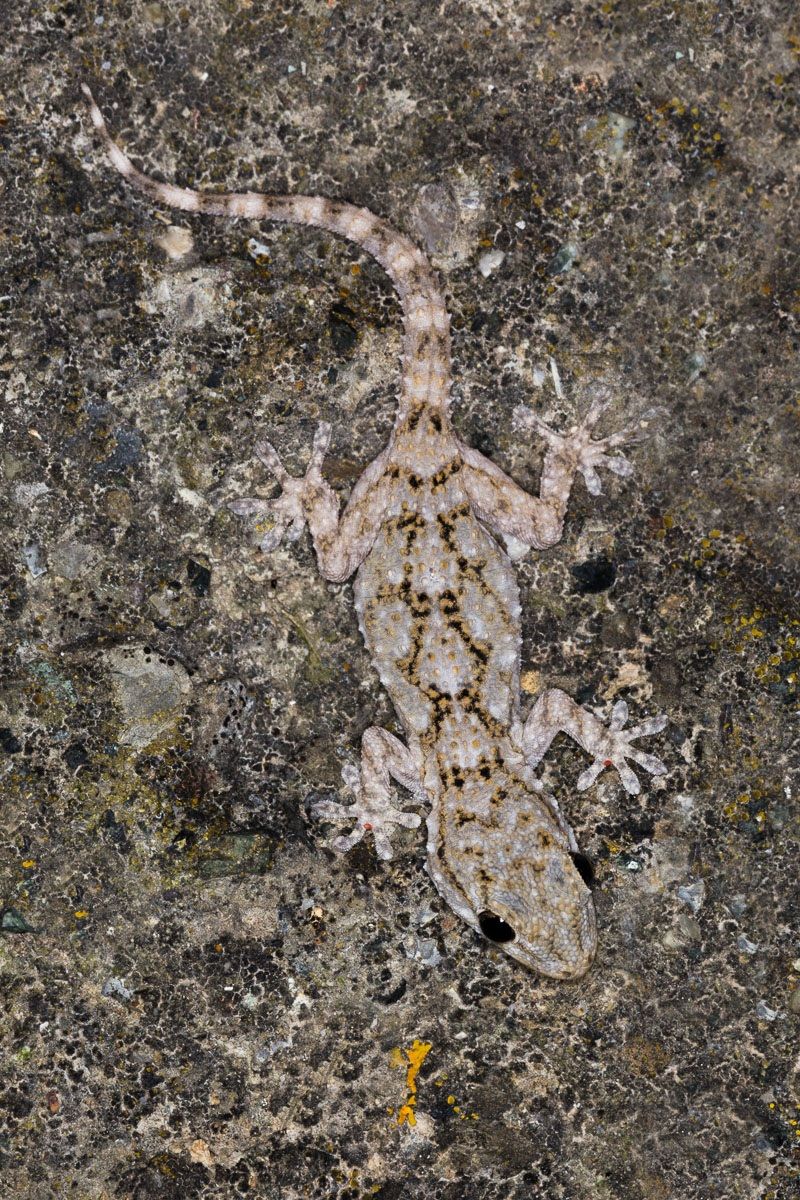 Geco comune (Tarentola mauritanica)