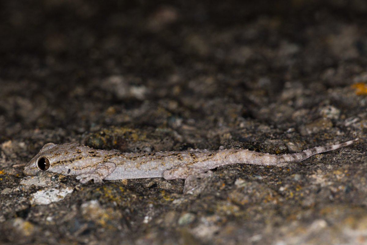 Geco comune (Tarentola mauritanica)