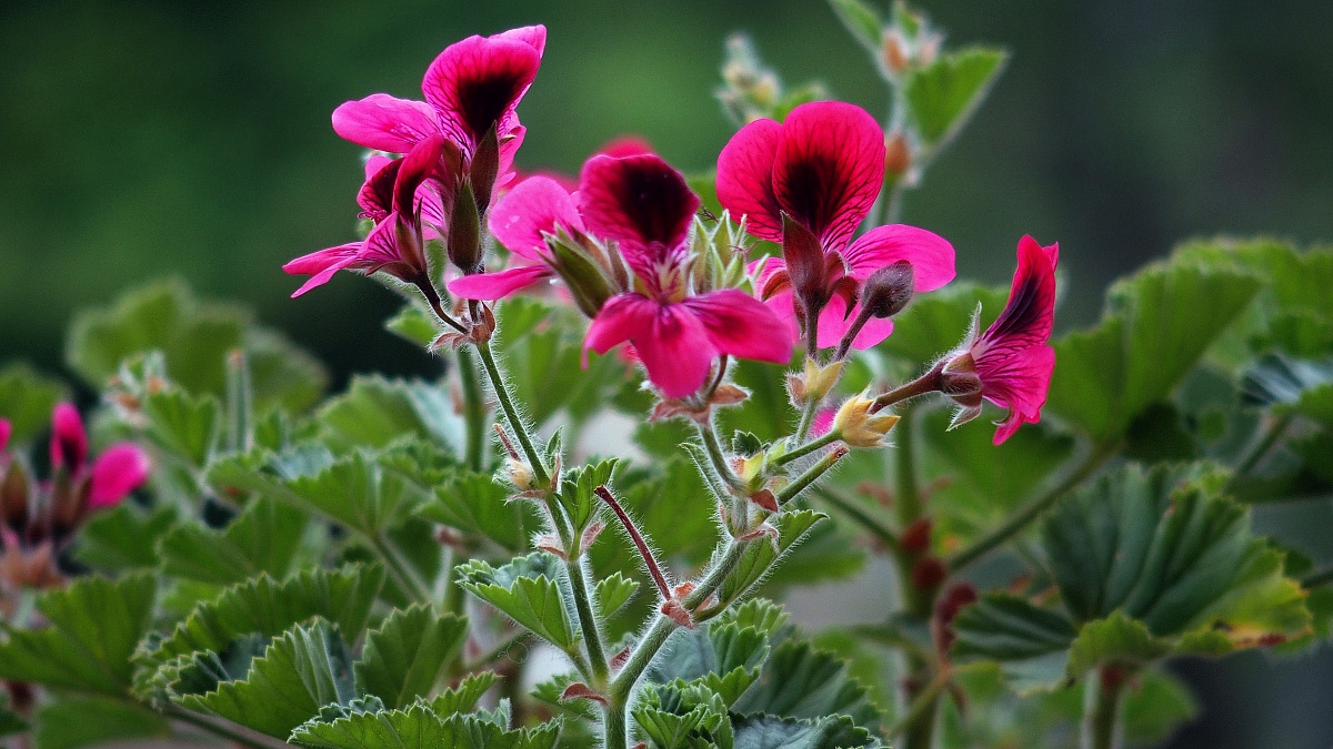 Pelargonium