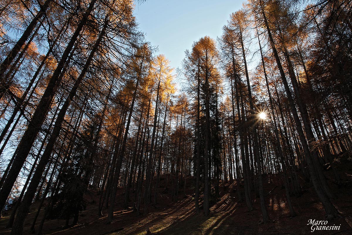 Bosco nei pressi della sella di Somdogna