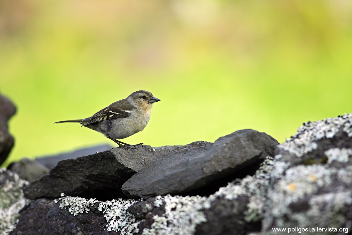 Fringilla coelebs moreletti
