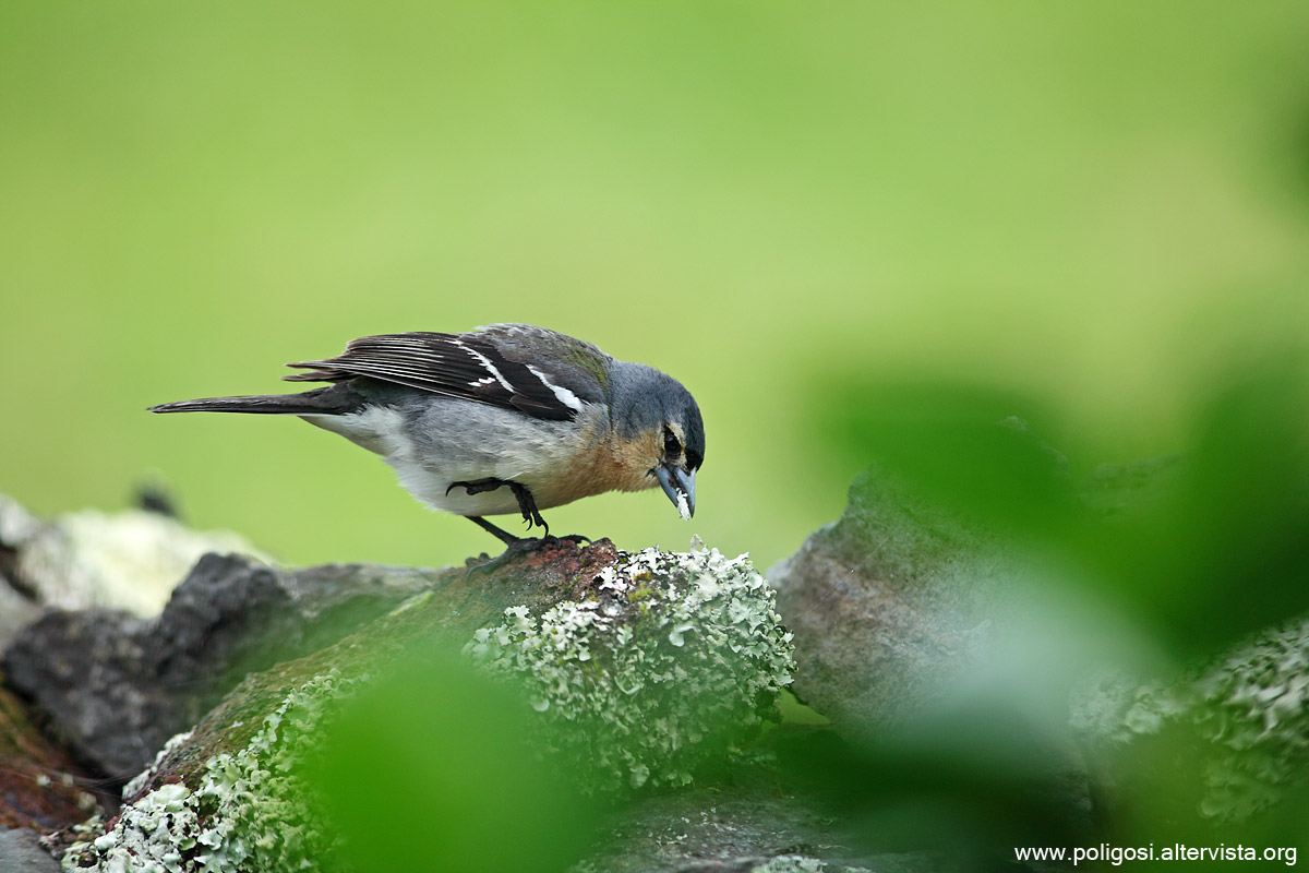Fringilla coelebs moreletti