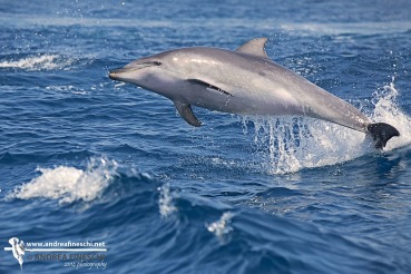 Tursiops truncatus