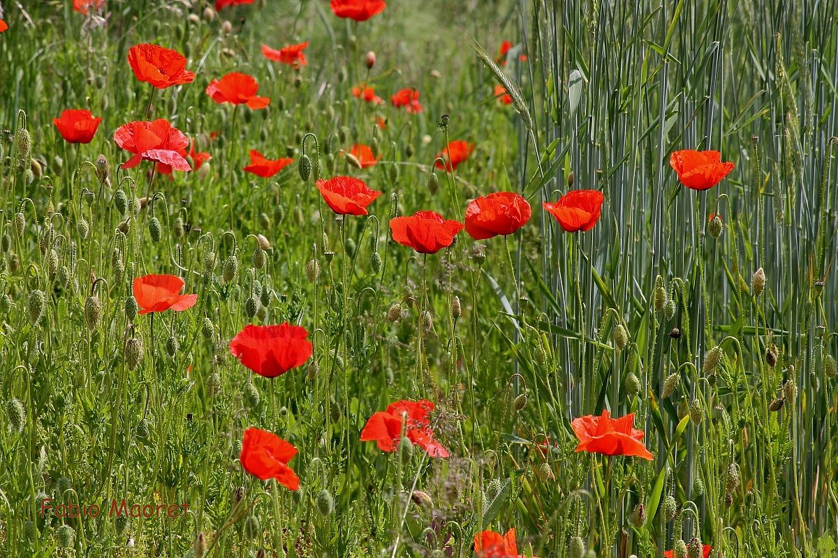 Papaveri Rossi....