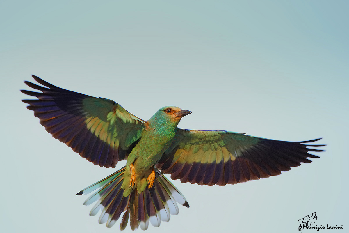 Ghiandaia marina al volo 2