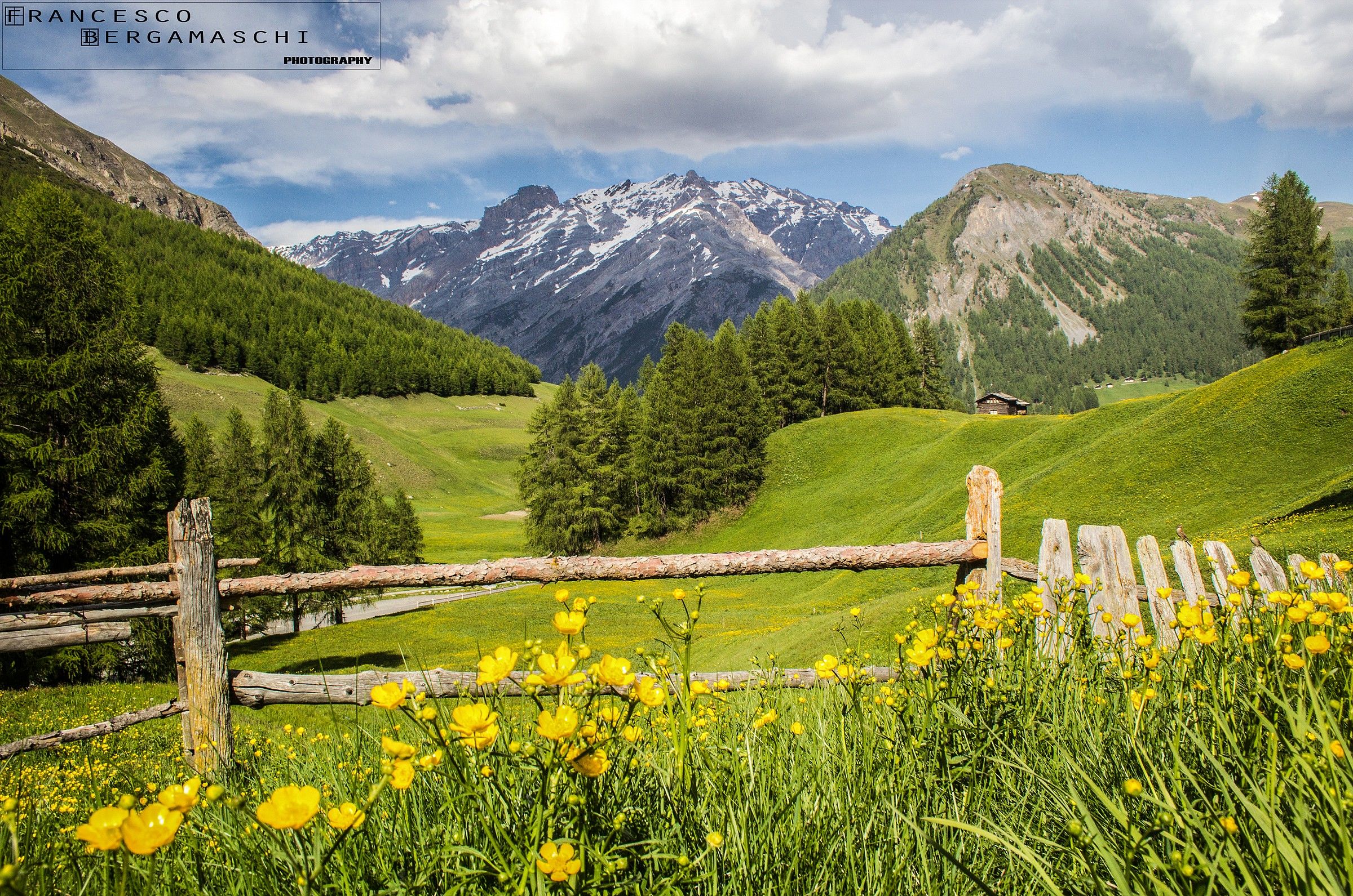 Early summer flowers