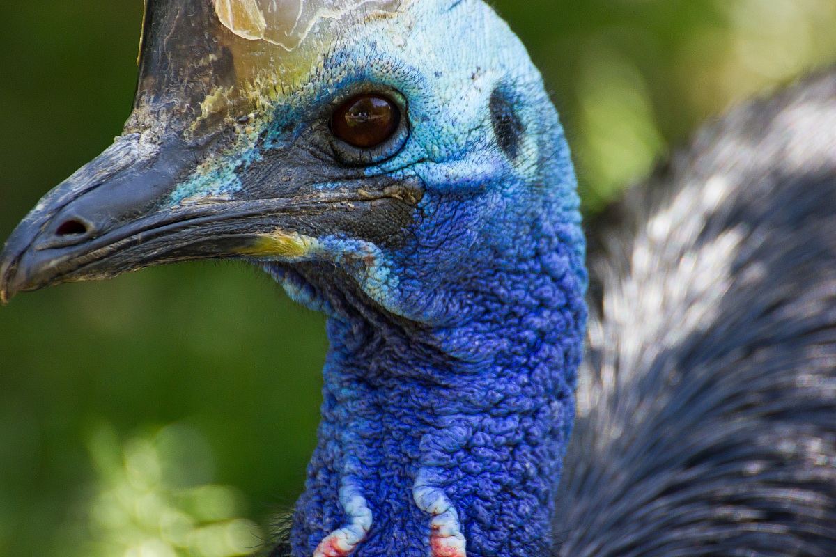 Australian cassowary