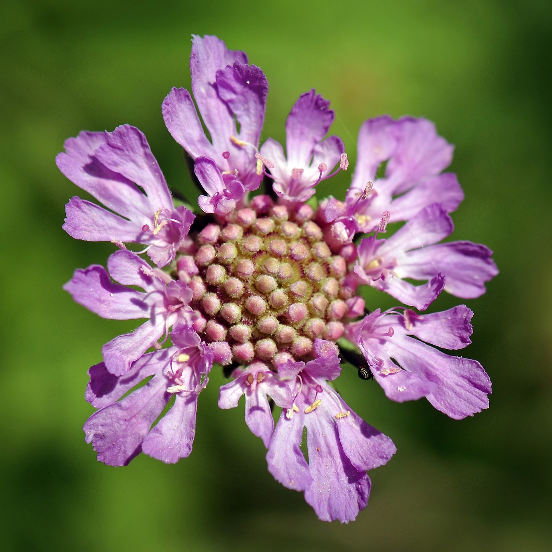 Knautia arvensis