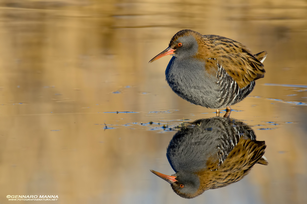 Porciglione(Rallus aquaticus)