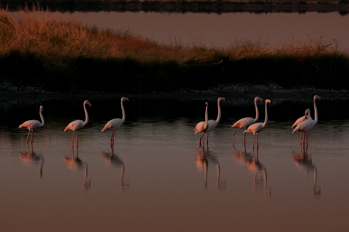 Fenicotteri (Phoenicopterus)