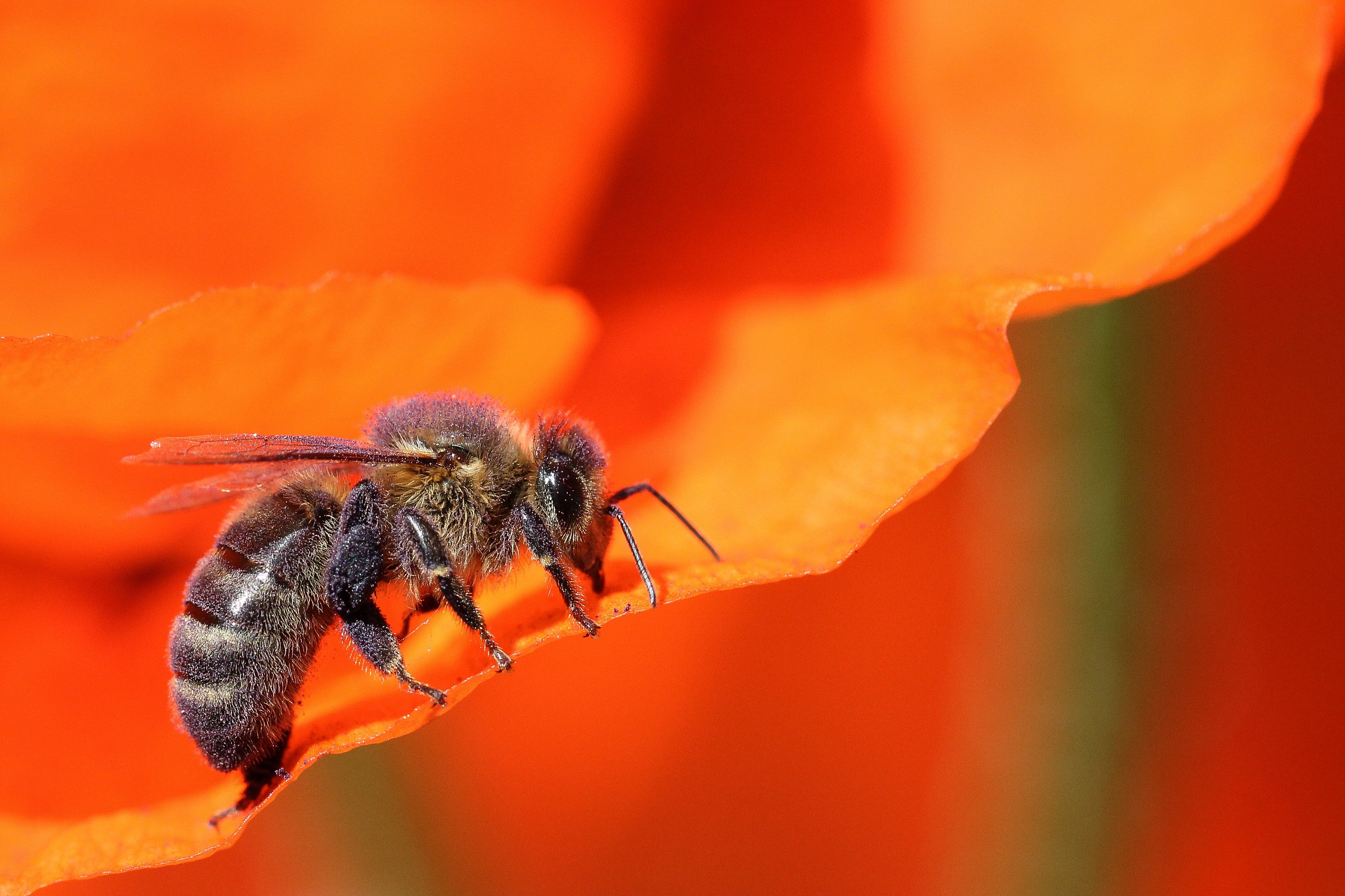 Bee In A Poppy