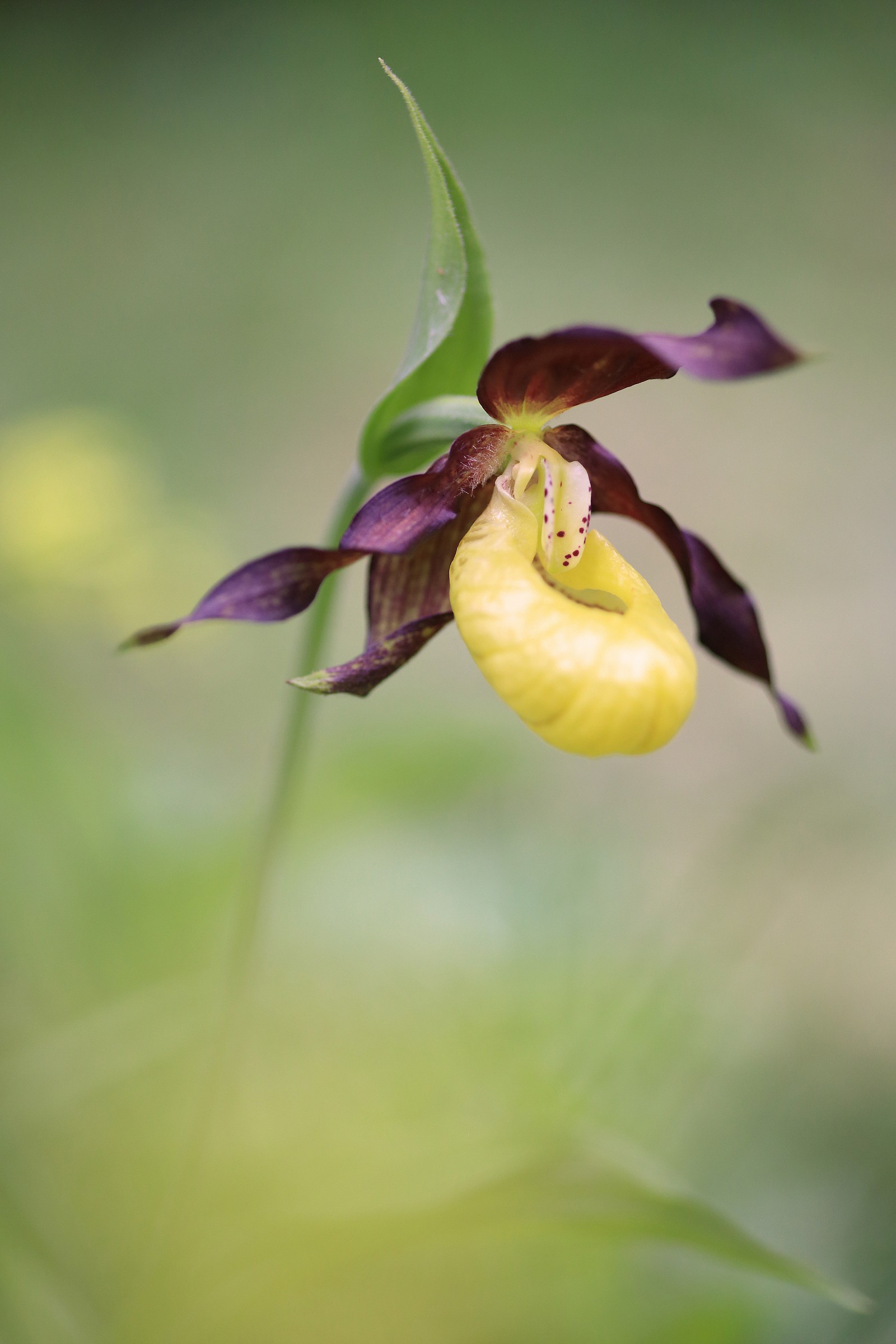 Cypripedium calceolus 1