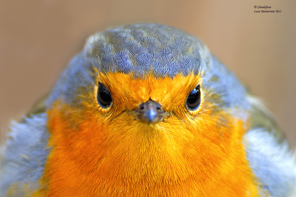 Robin - Give me your eyes!