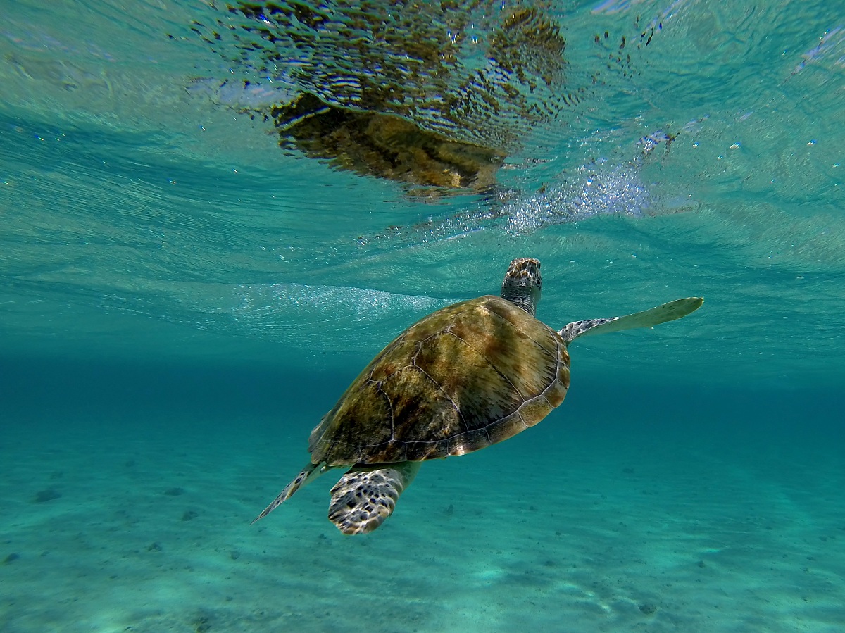 Caretta caretta