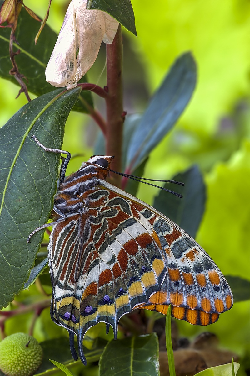 nymph of the arbutus newborn