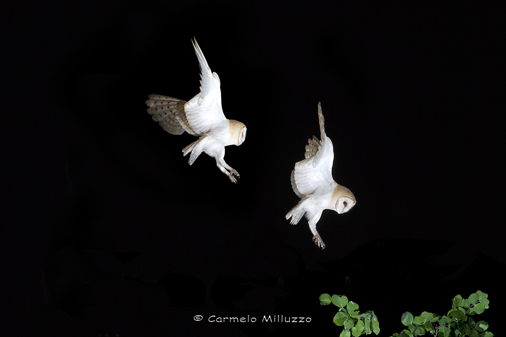 Tyto alba -Strobo 2-