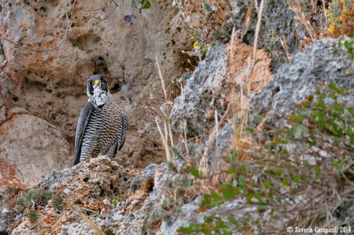 La balia e il grande cacciatore