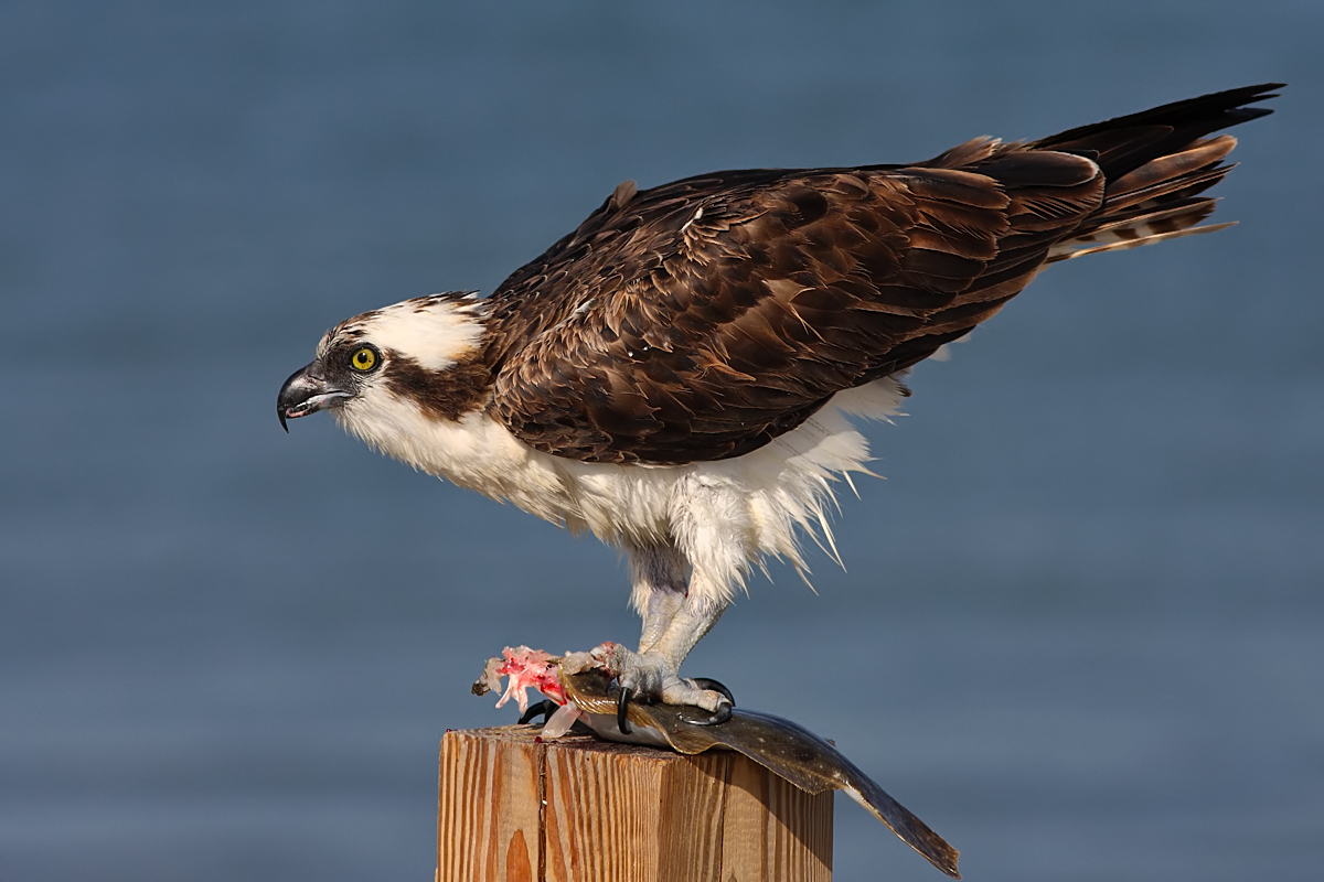Osprey