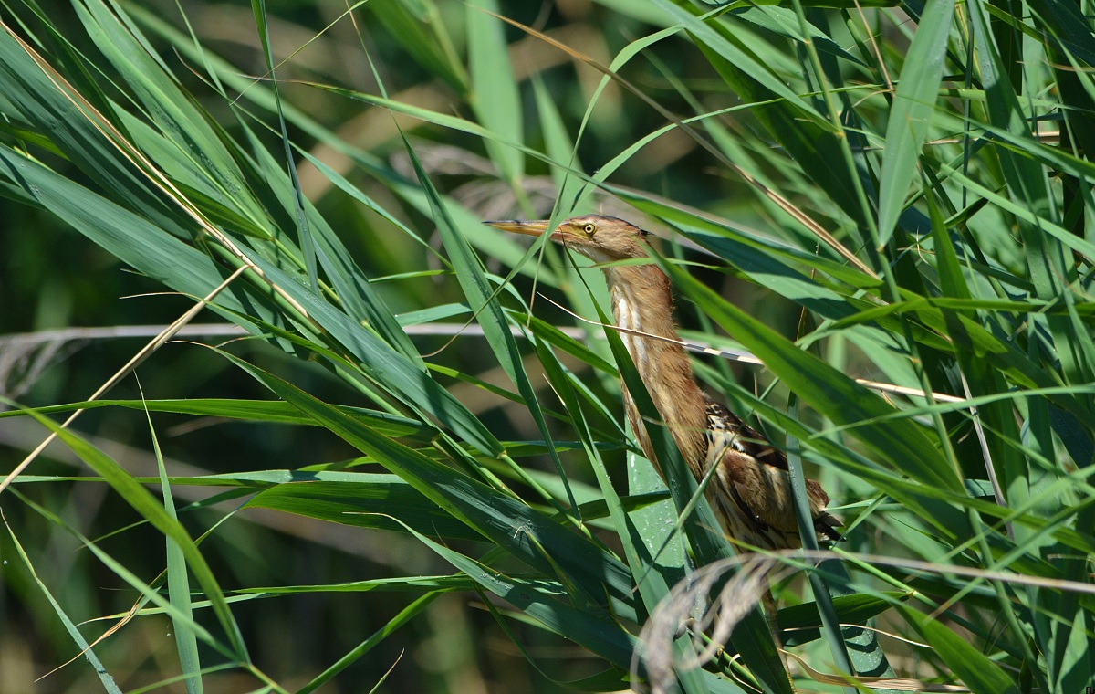 tarabusino molto ambientato