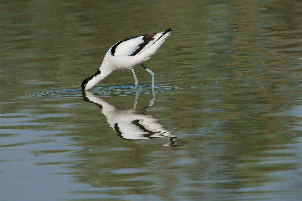 Avocet