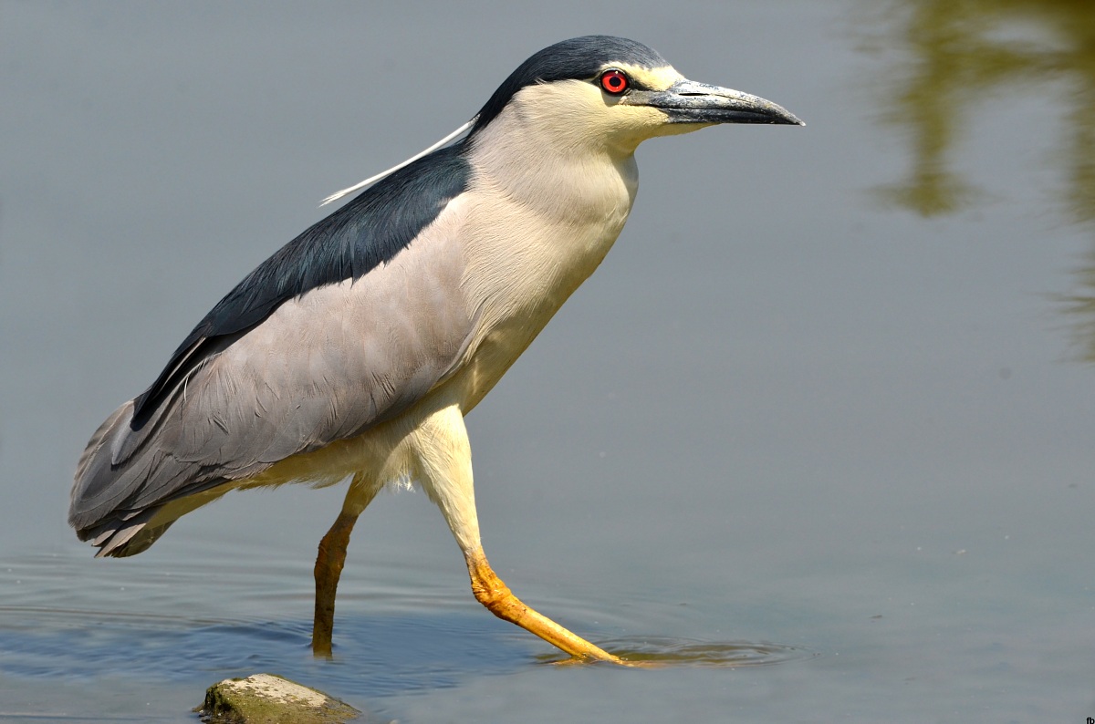 la sfilata della miss