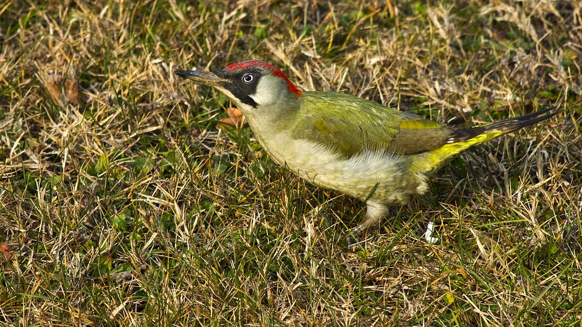 The Green Woodpecker