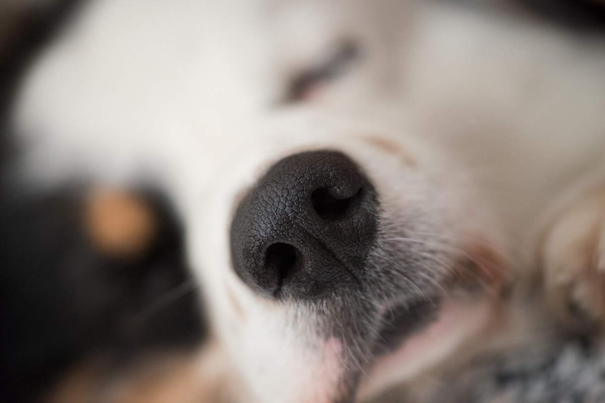 Tartufo fuori stagione