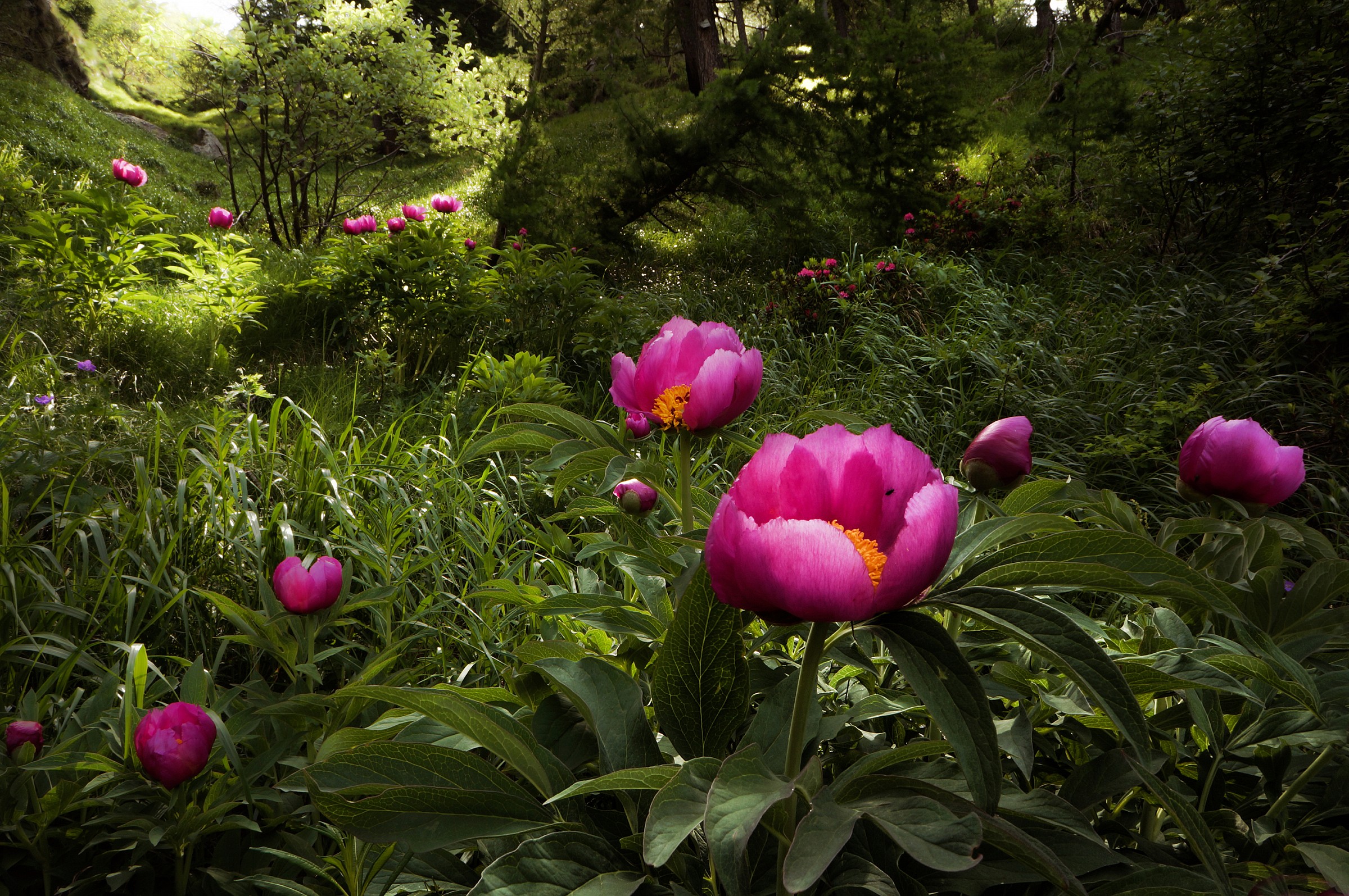Rubies in the larch forest