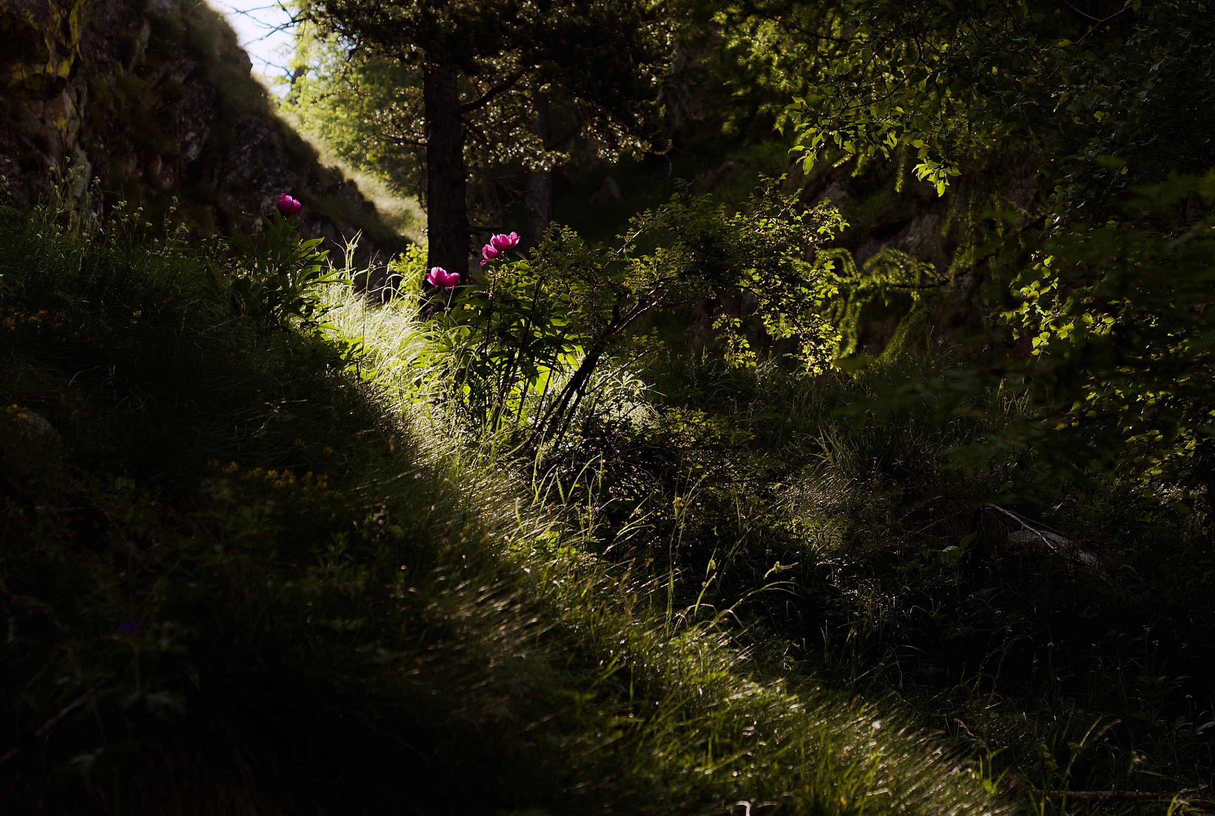 In the morning light