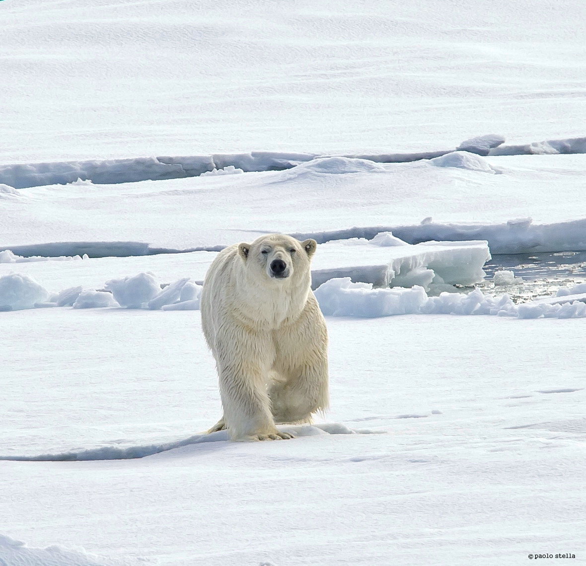 King of the 'Arctic pack