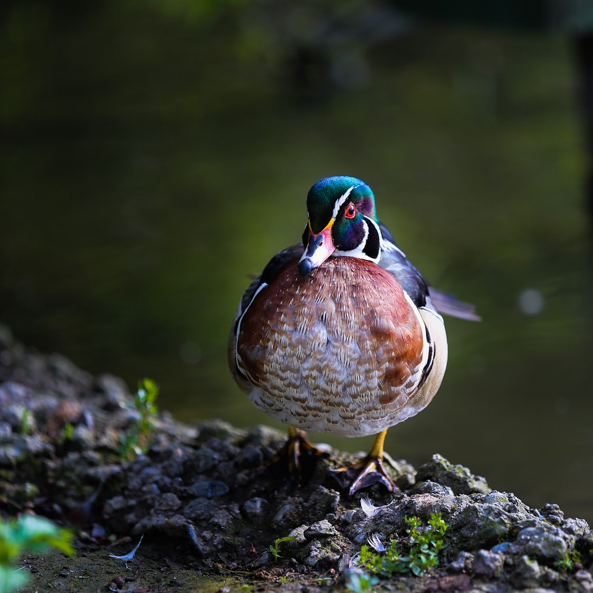 Wood Duck
