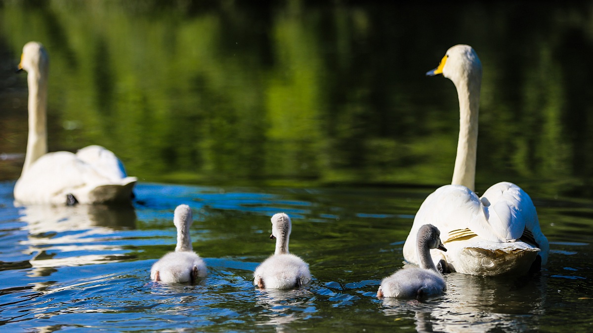 Cigno selvatico con prole