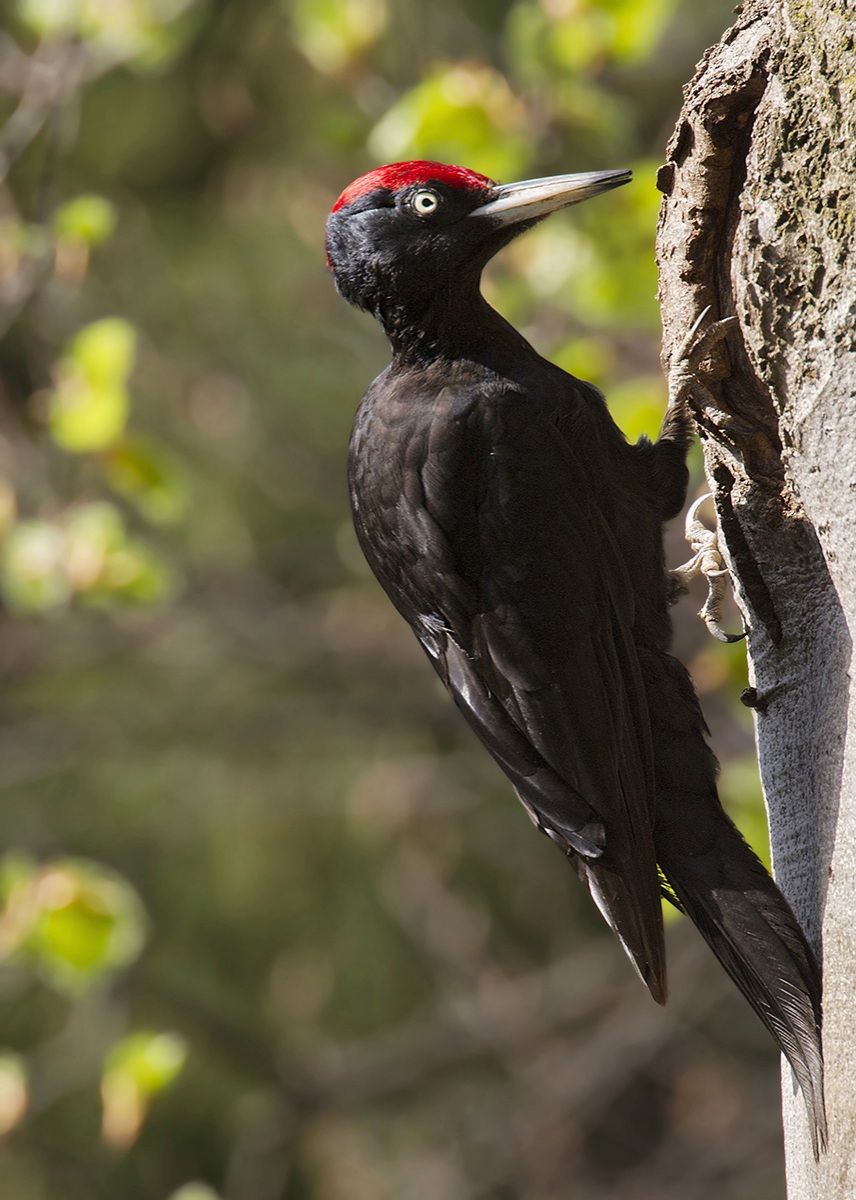 Black Woodpecker