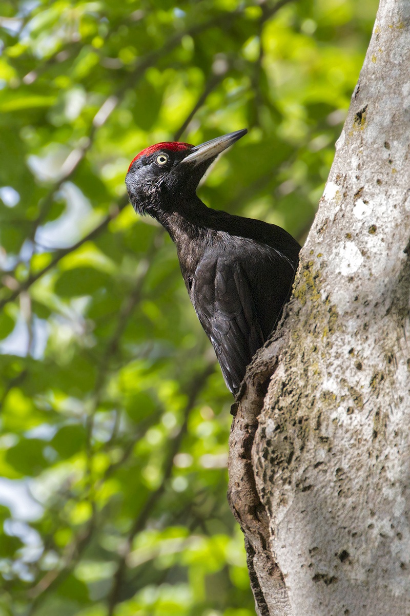 Black Woodpecker