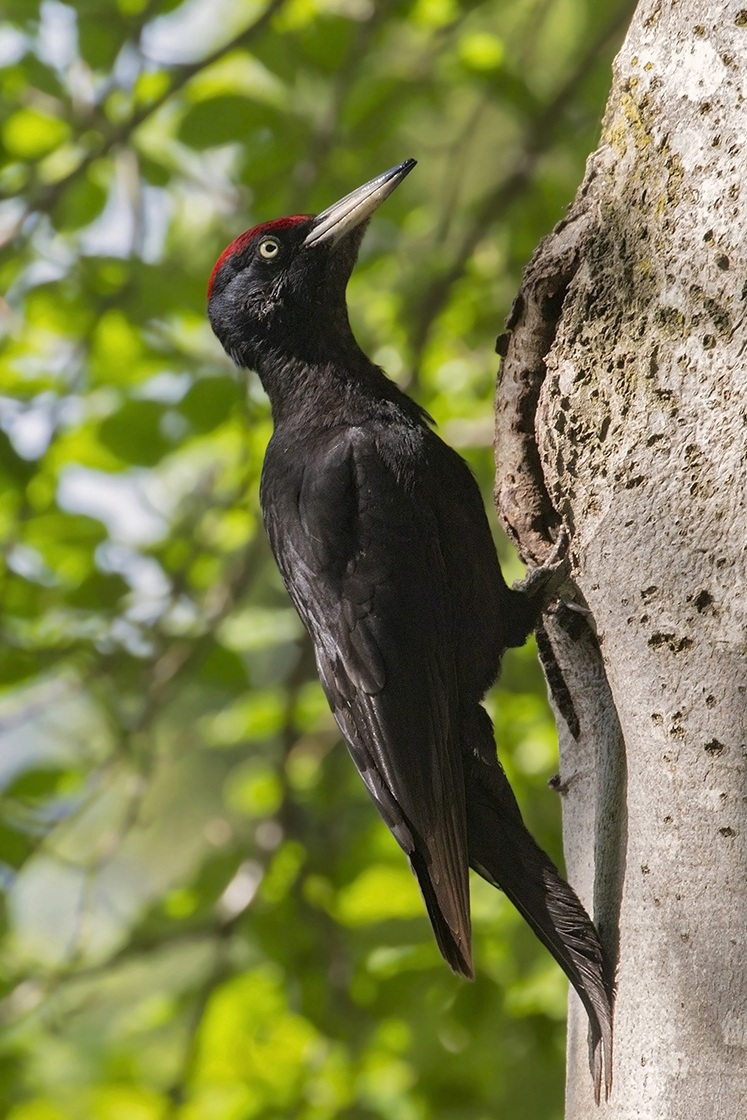 Black Woodpecker