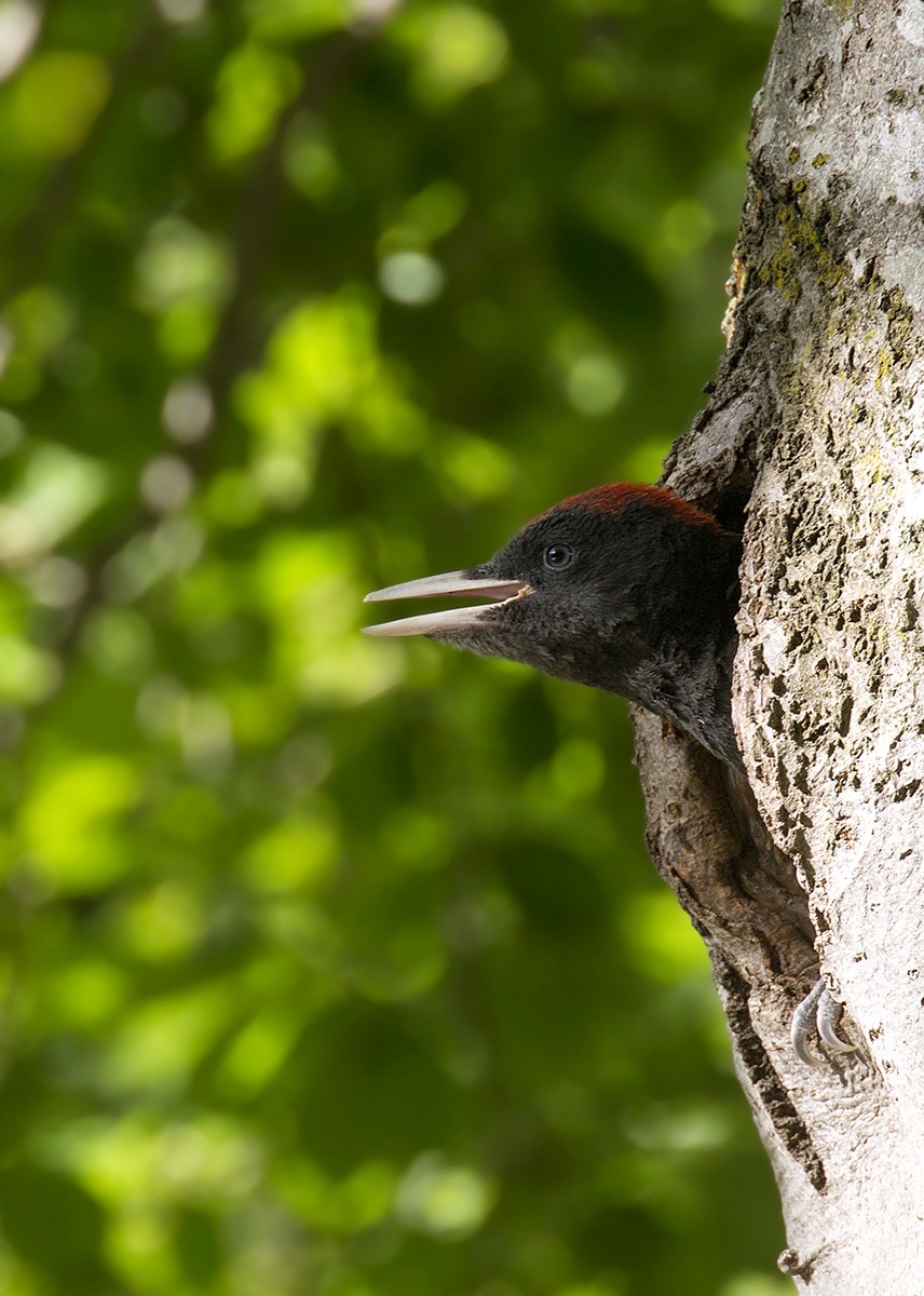 young black woodpecker