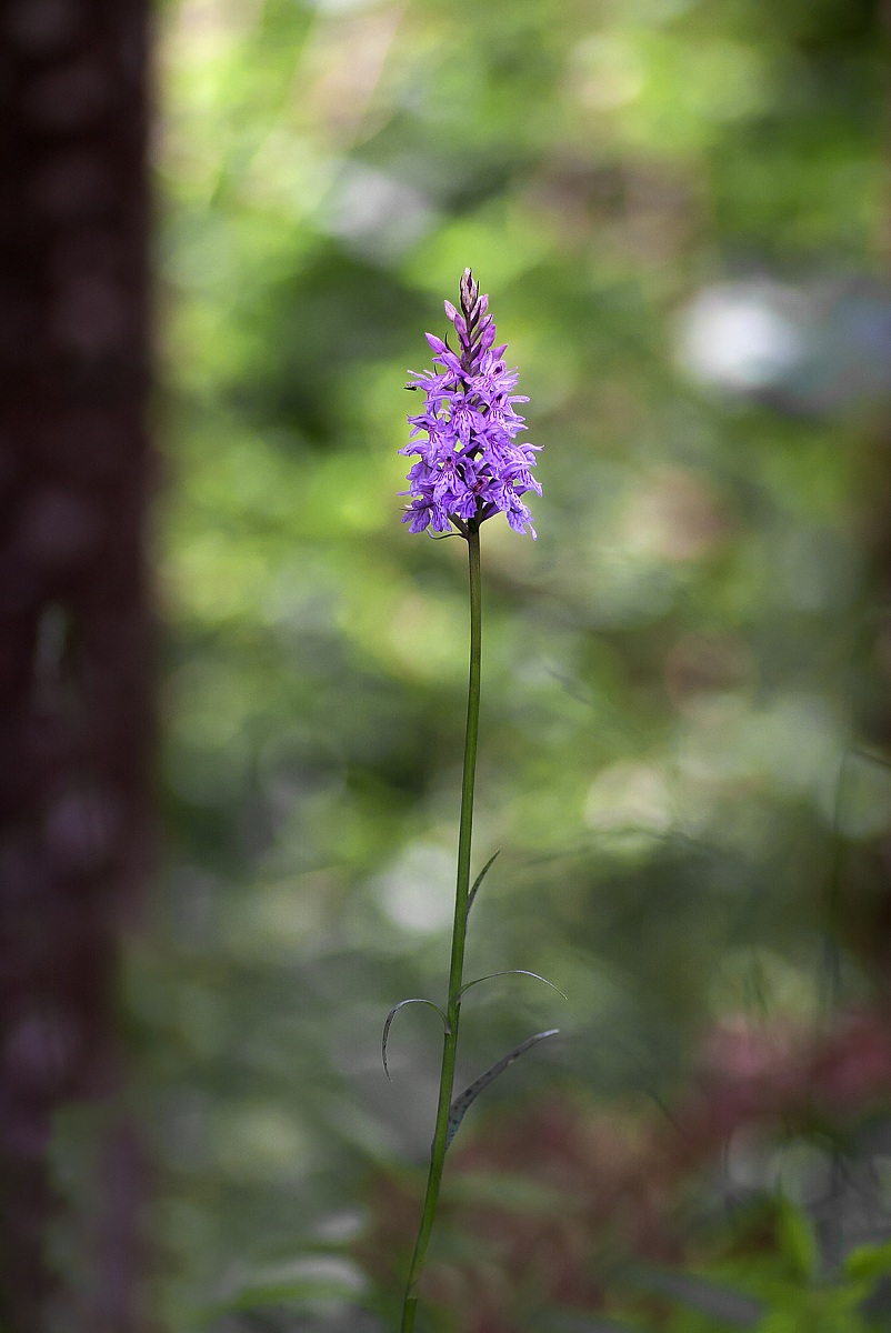 Dactylorhiza maculata