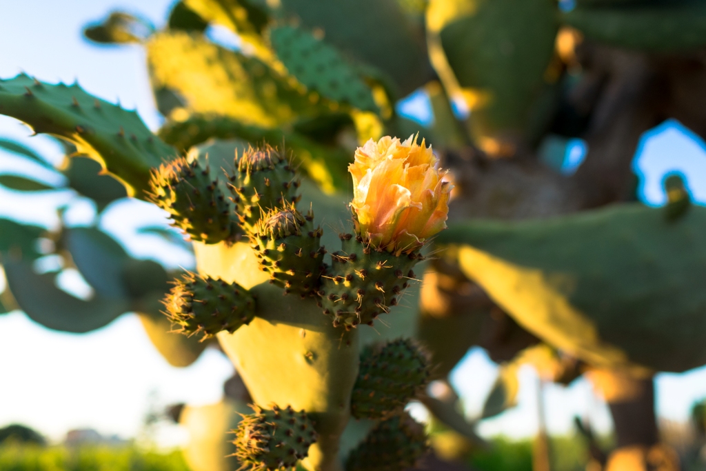 Fiore di fico d'india