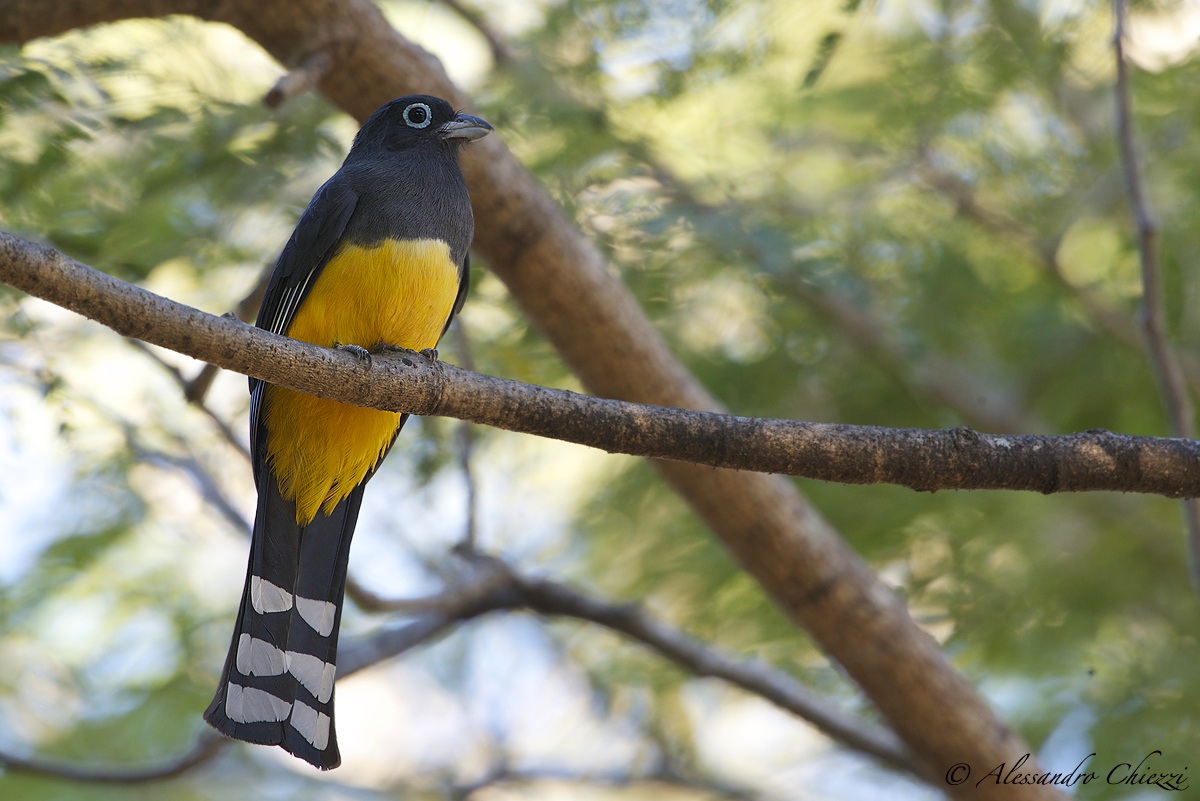 Trogon Black-chinned
