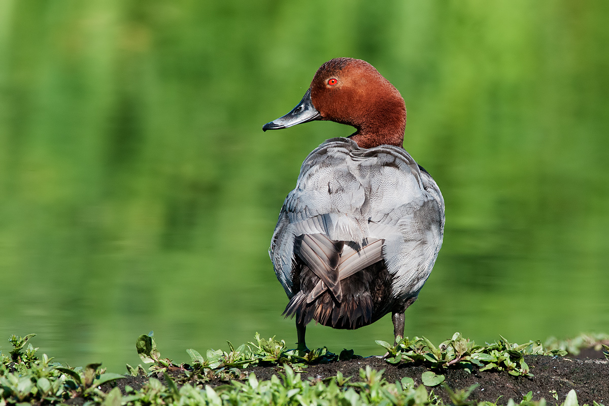 Pochard
