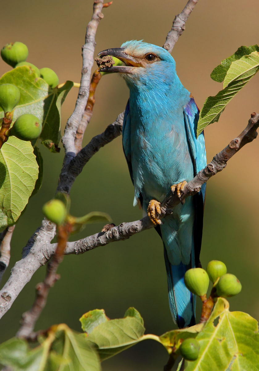 European Roller