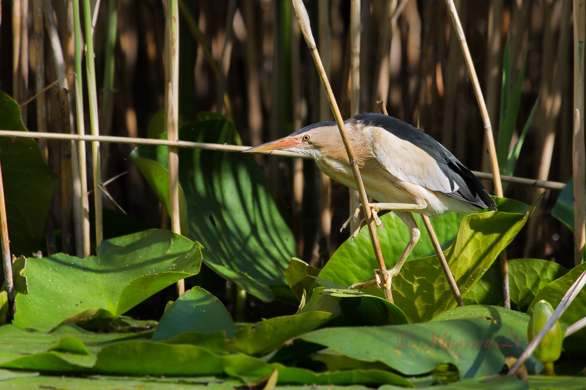 .. tarabusino maschio ..