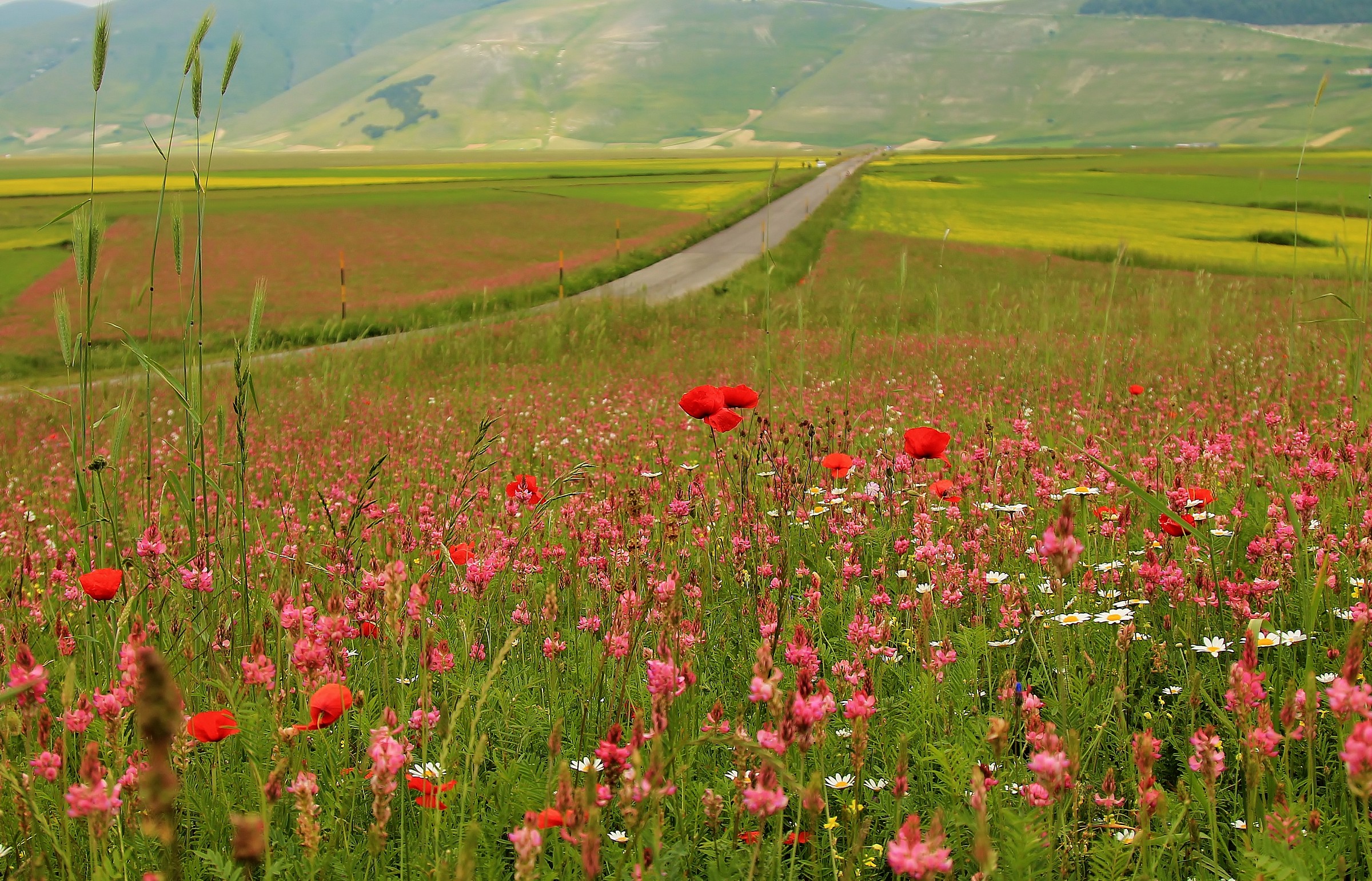 Plain of Castelluccio di Norcia (PG)